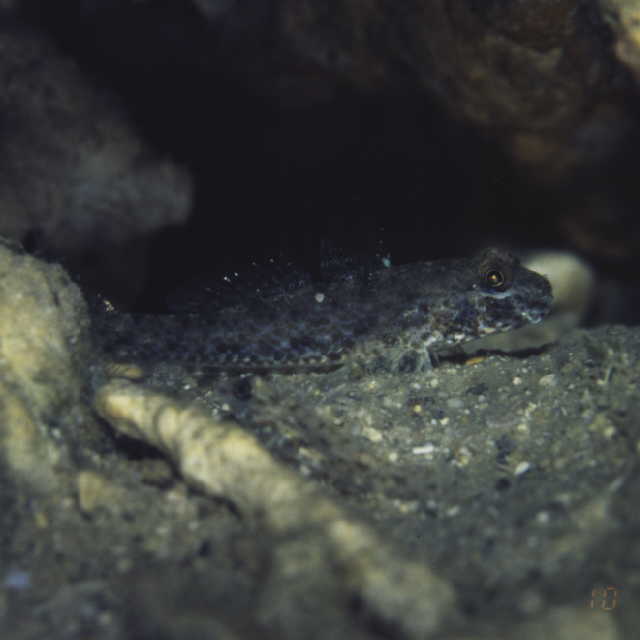 Macrodontogobius wilburi